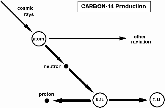 carbon dating half life. Carbon-14 enters plants as an atom in the carbon dioxide molecule and 